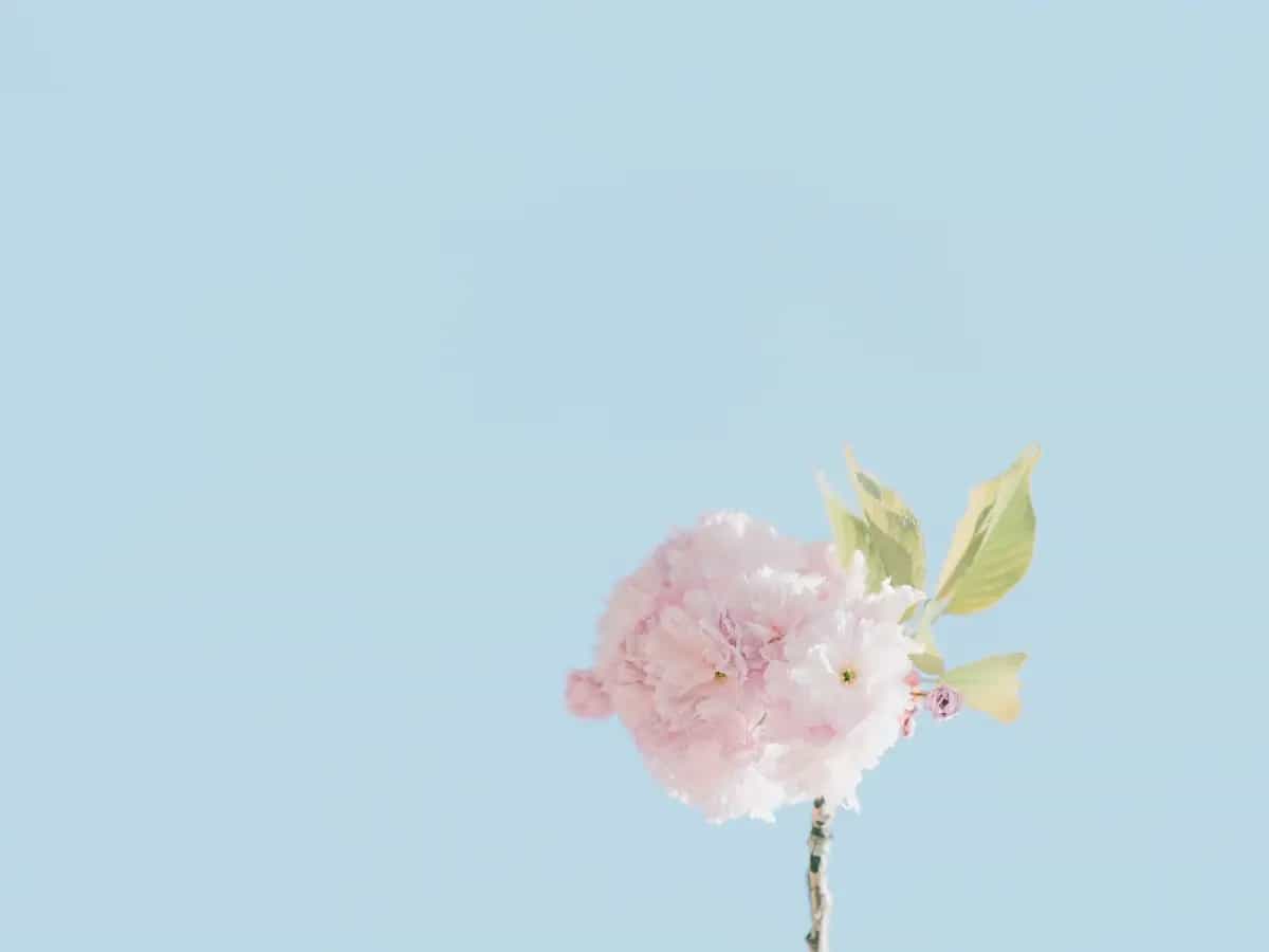 florigrafia