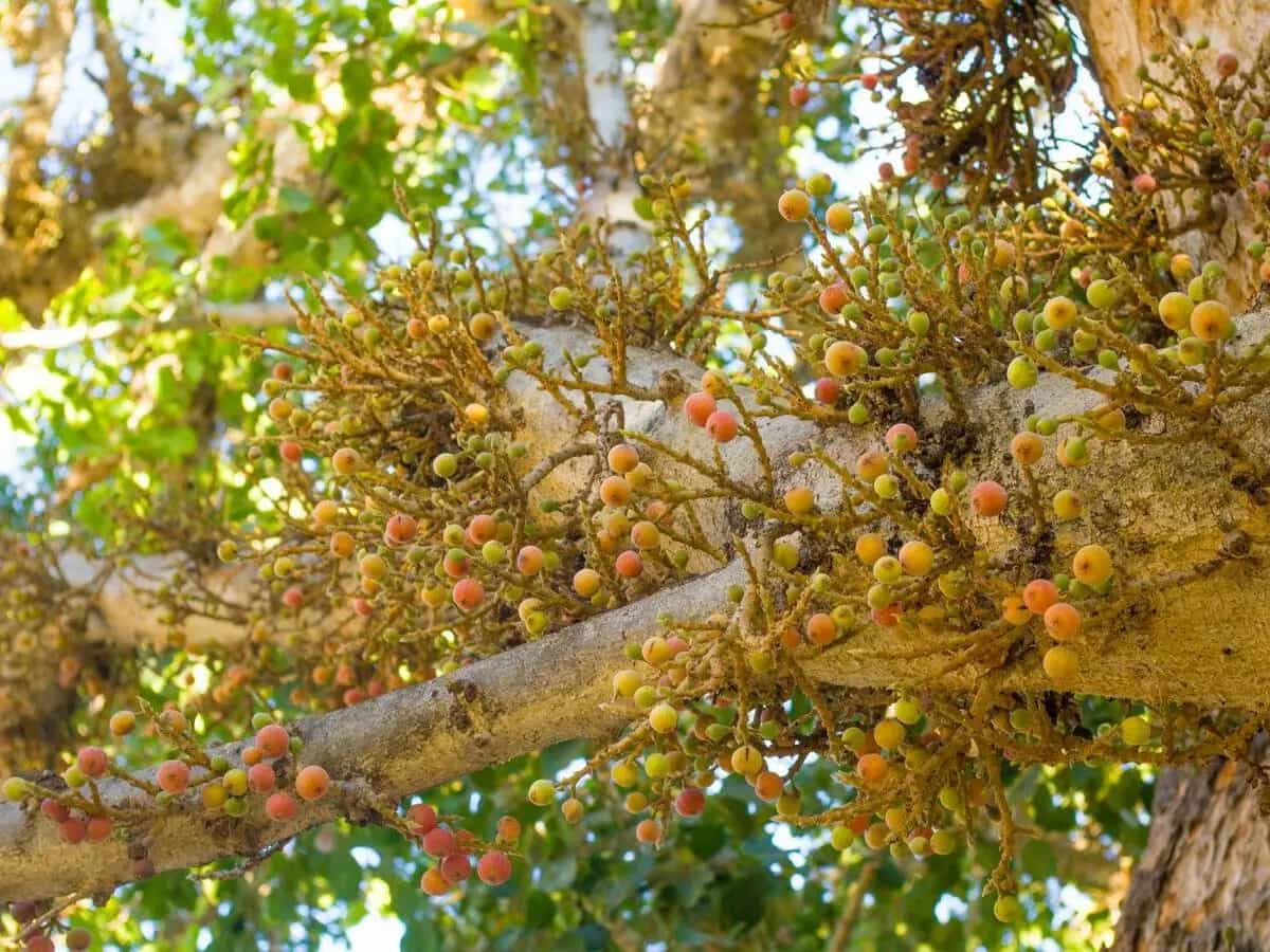 frutti antichi cosa sono