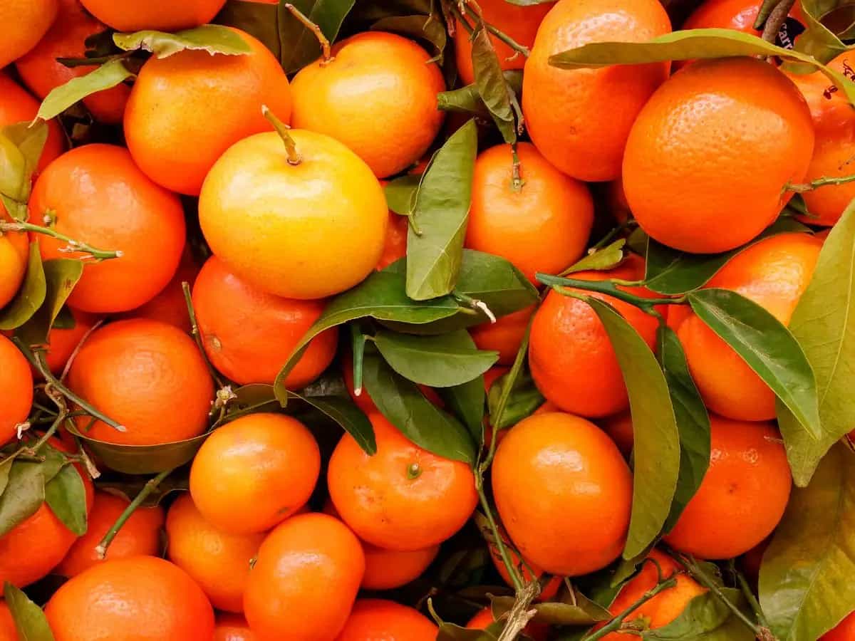 Quali frutti si mangiano a gennaio