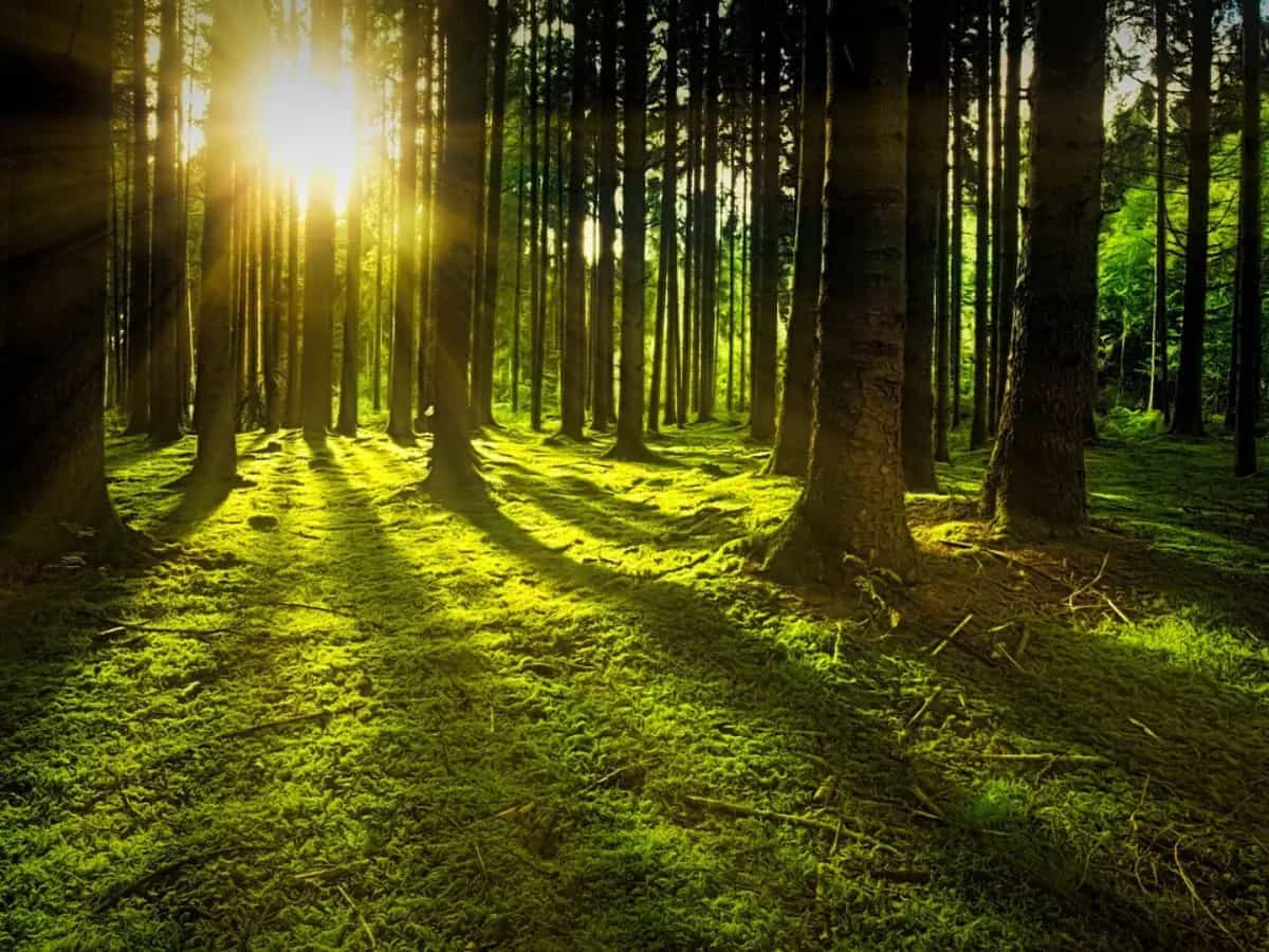 riforestazione come si fa