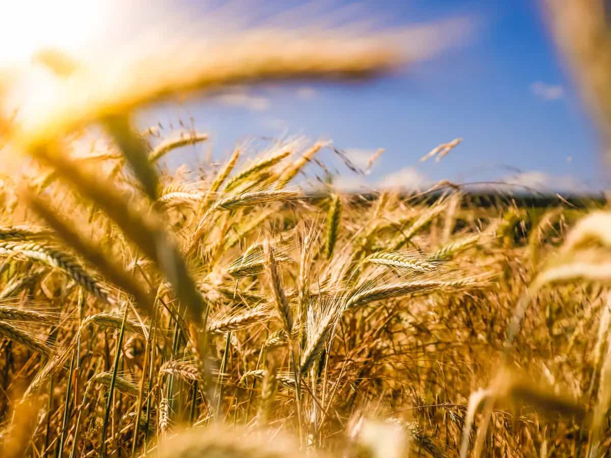 agricoltura biologica clima