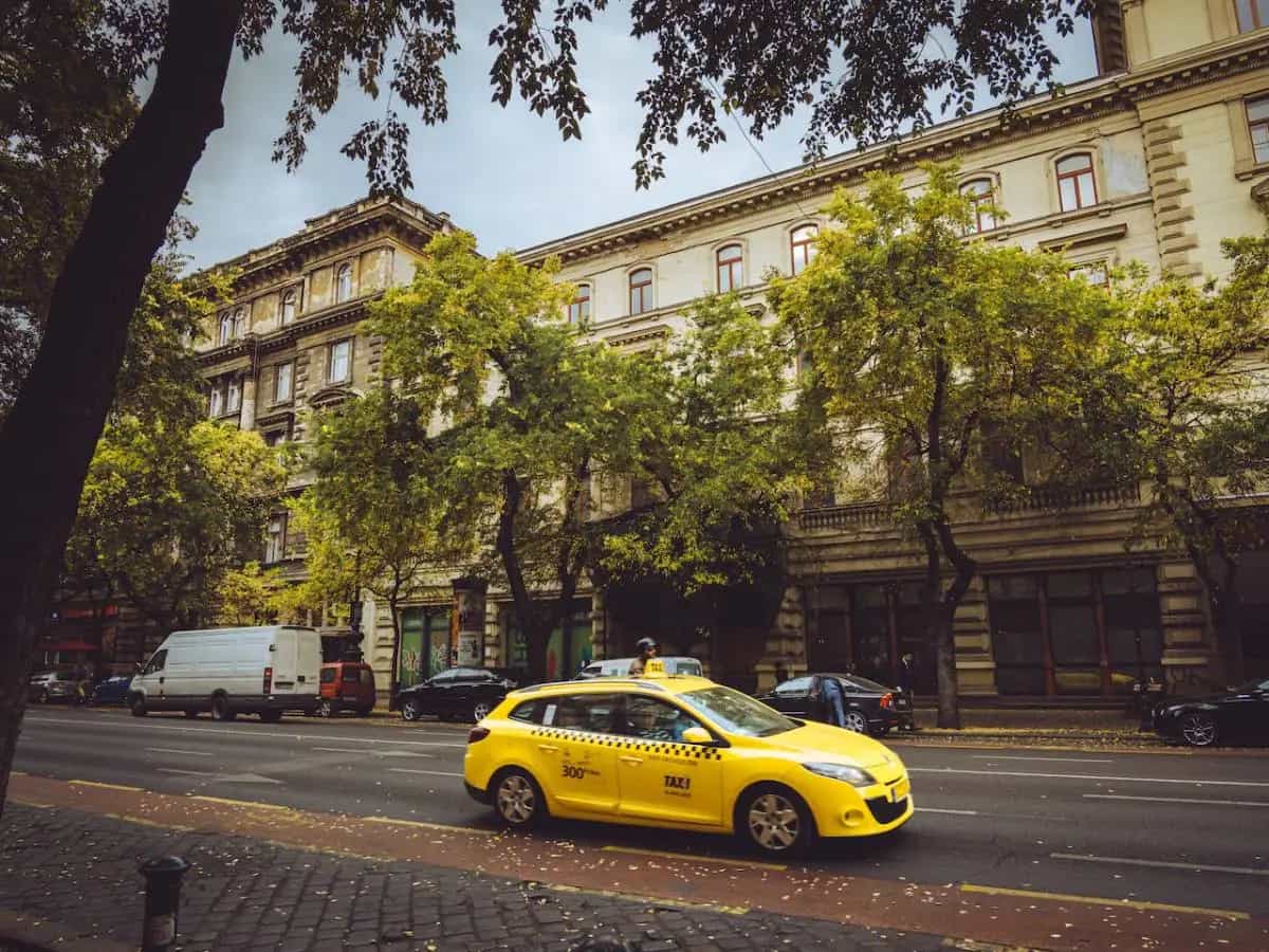 alberi in città morti
