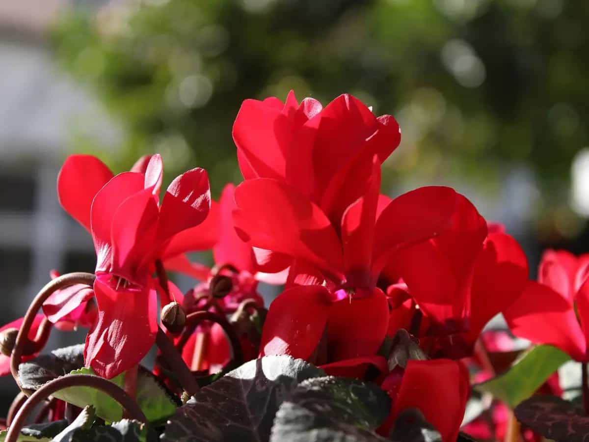 che fiori regalare san valentino