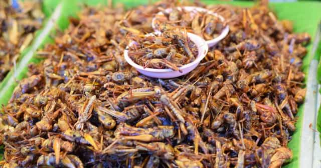 Insetti cibo del futuro? Le persone che lo accettano sono sempre di più ...