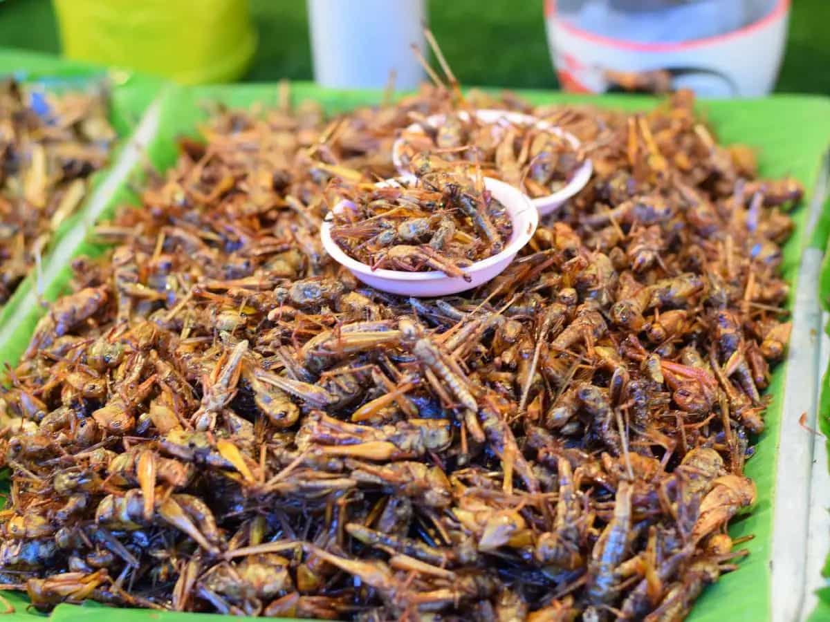 insetti cibo del futuro