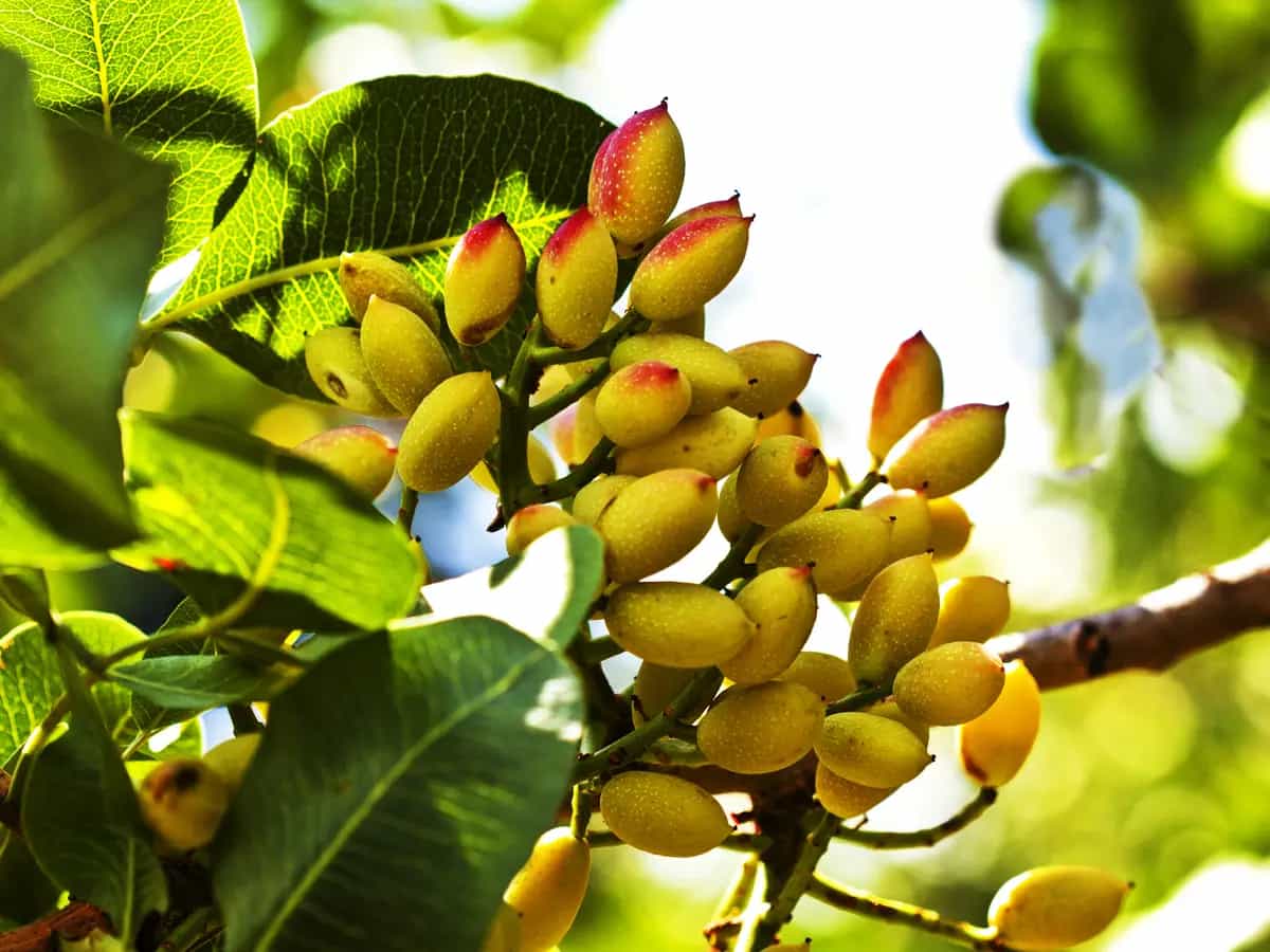 origine del pistacchio