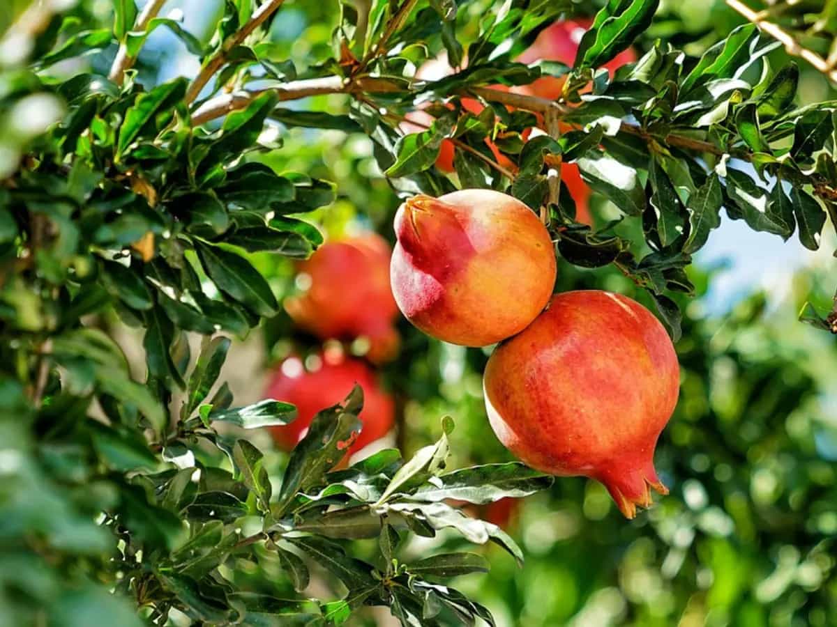 scarti melograno