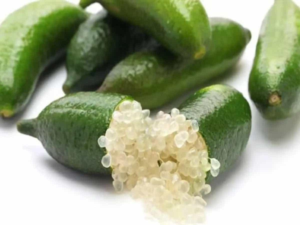 Caviale di Limone uso in cucina