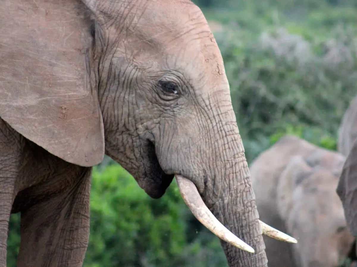Raghu il piccolo elefante