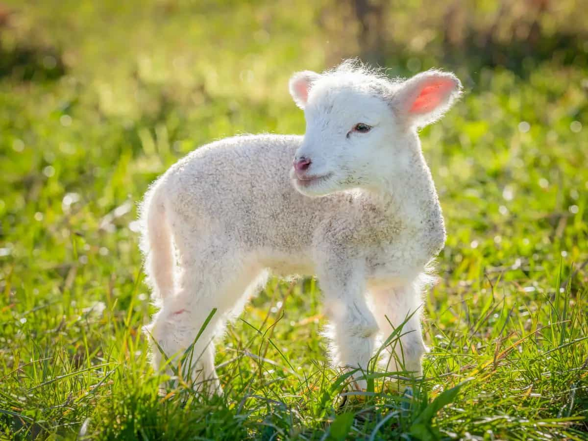 agnello vegano pasqua