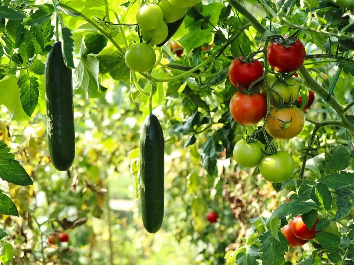 agricoltura sinergica come funziona