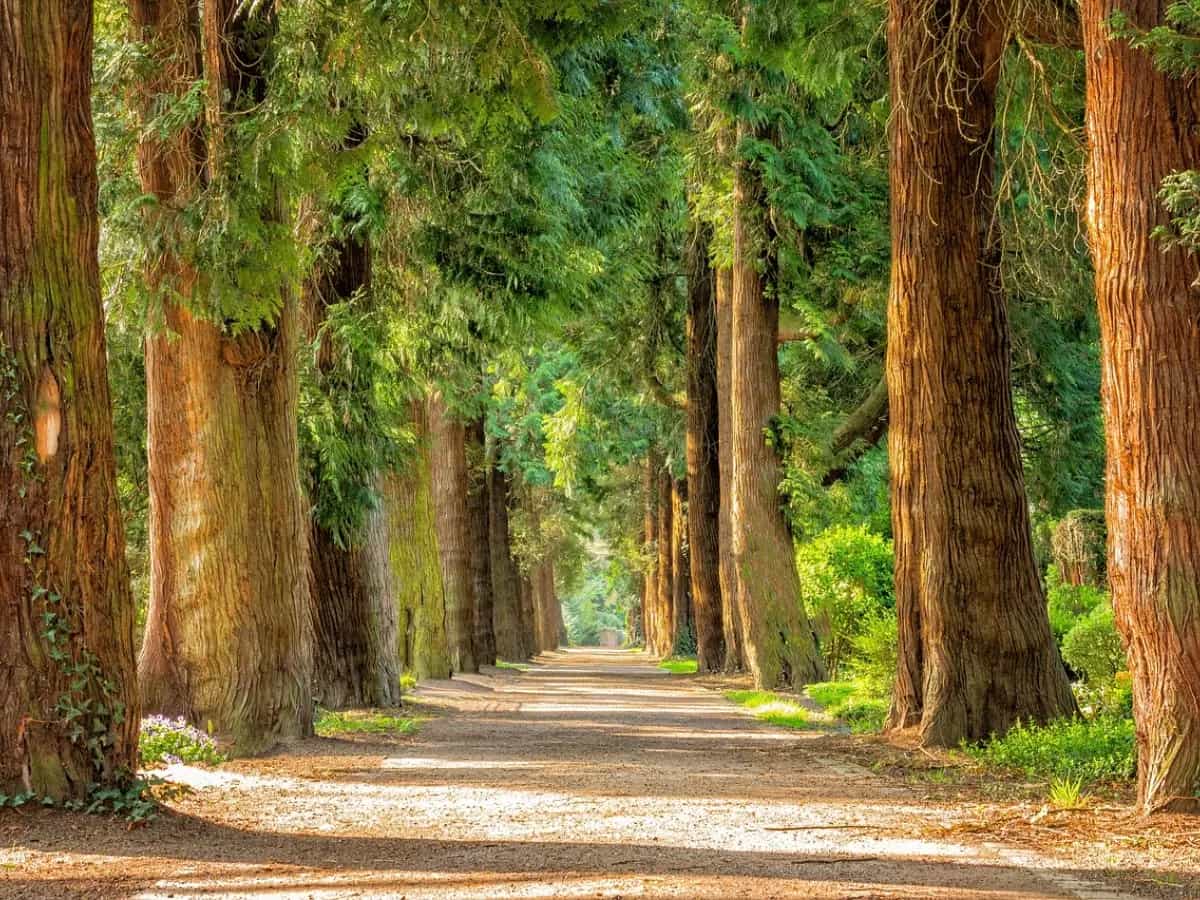 bagnaMi alberi Milano