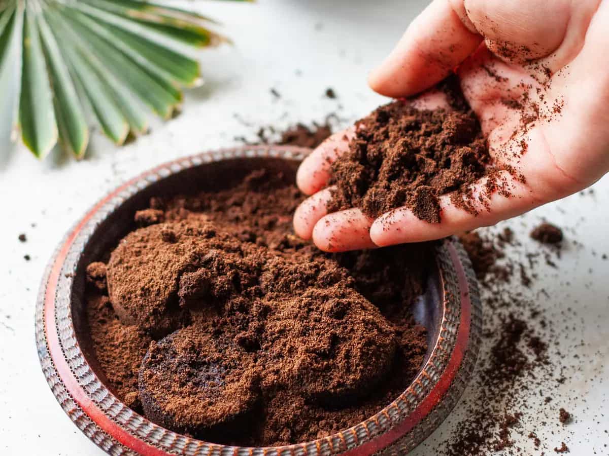 concimare con fondi di caffè