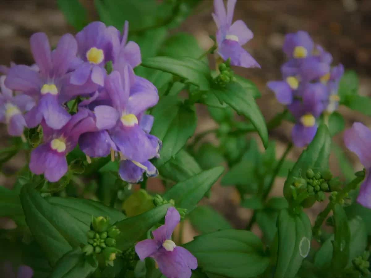 curare la nemesia