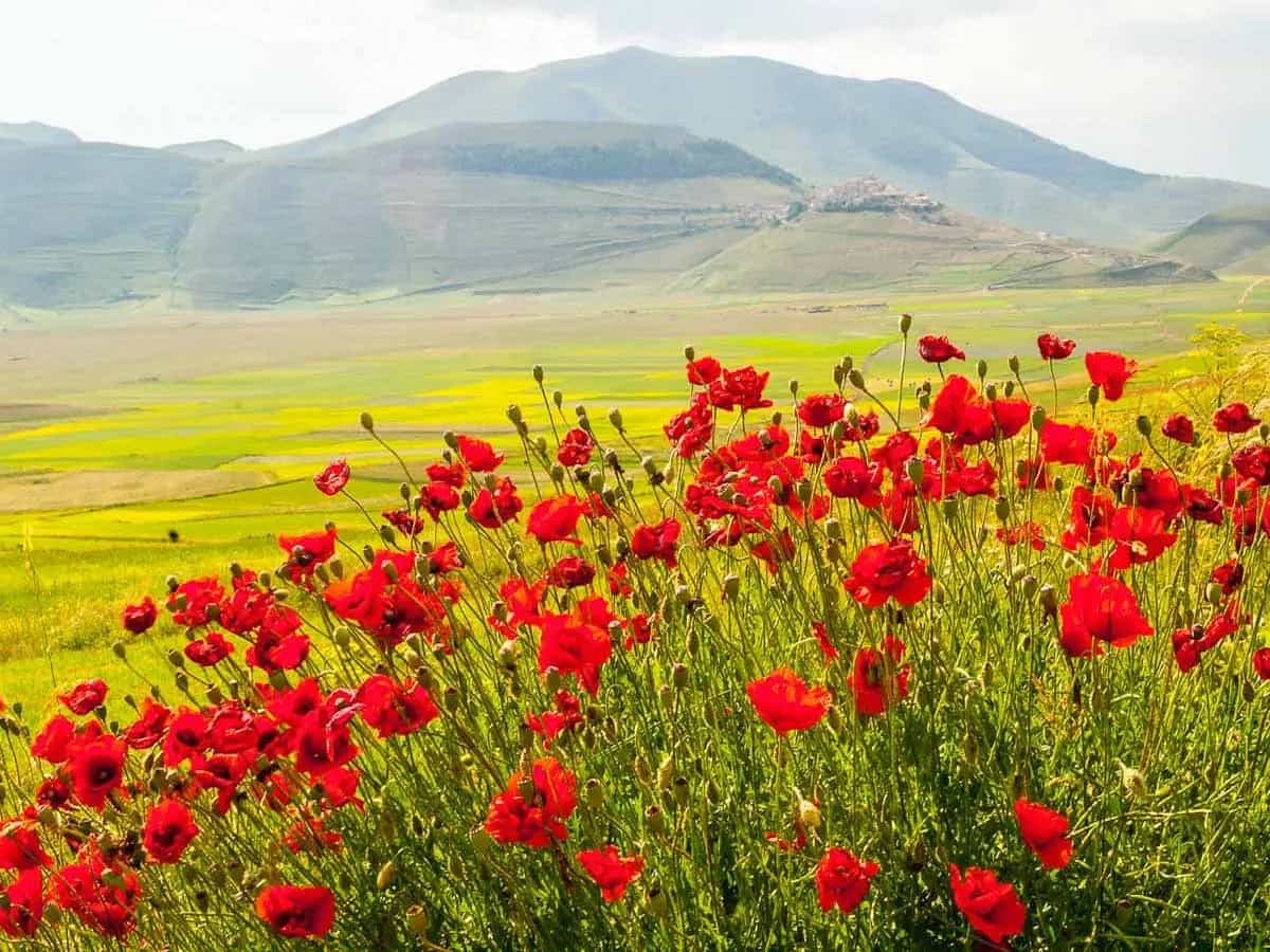 fioritura Castelluccio