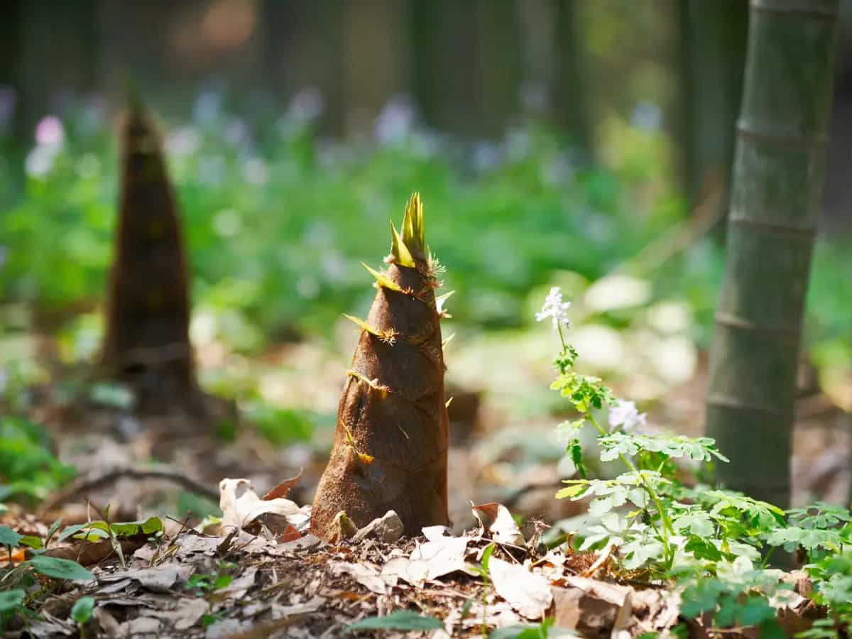 germogli di bambu a cosa fanno bene