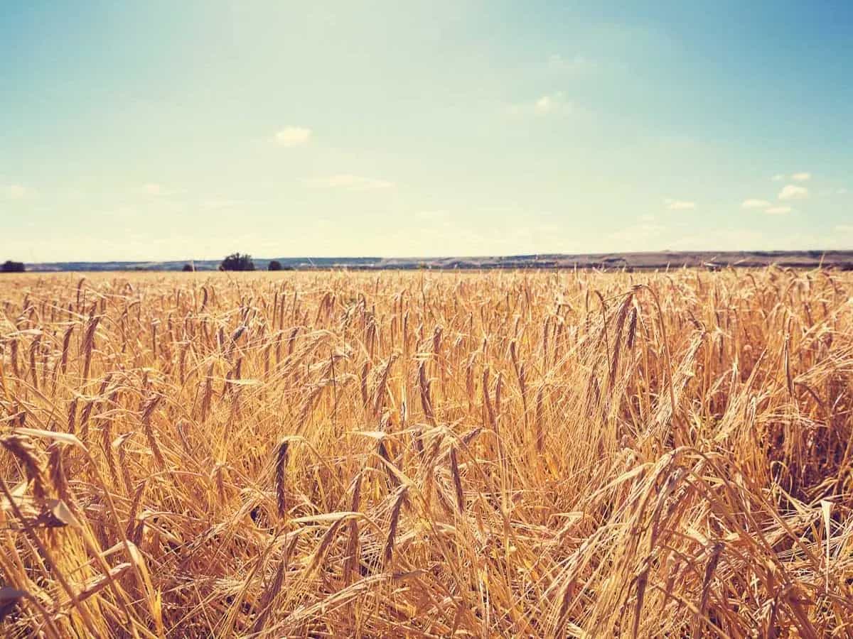 grano resistente siccità