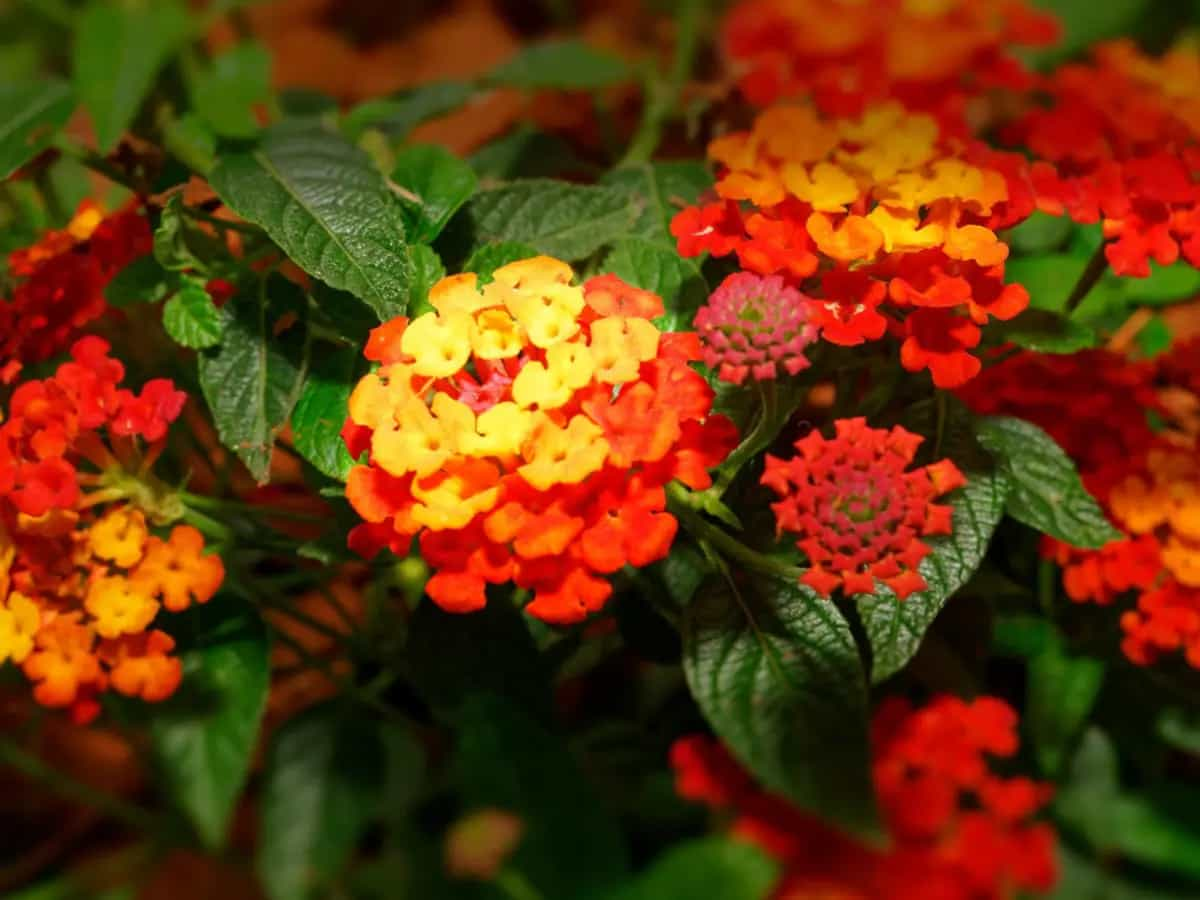 lantana sul balcone