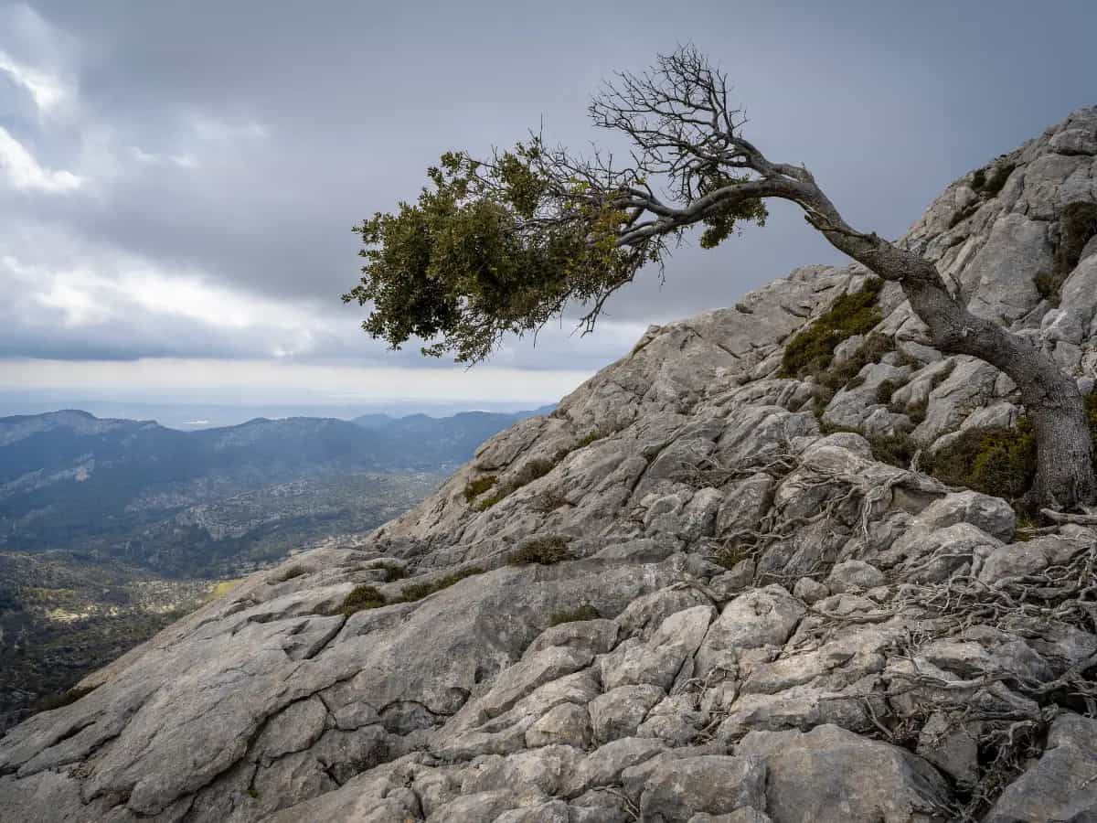 piante cambiamenti clima