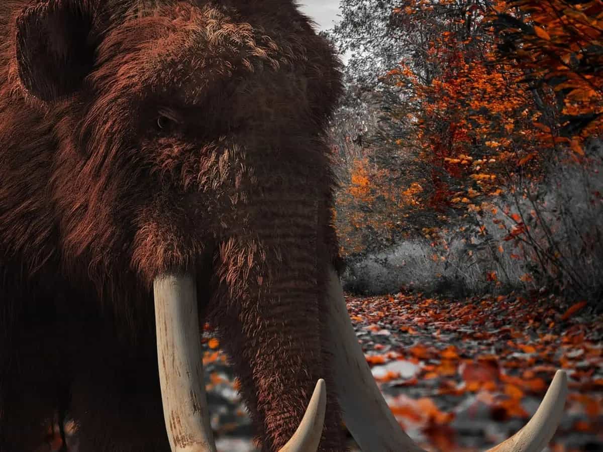 polpetta mammut