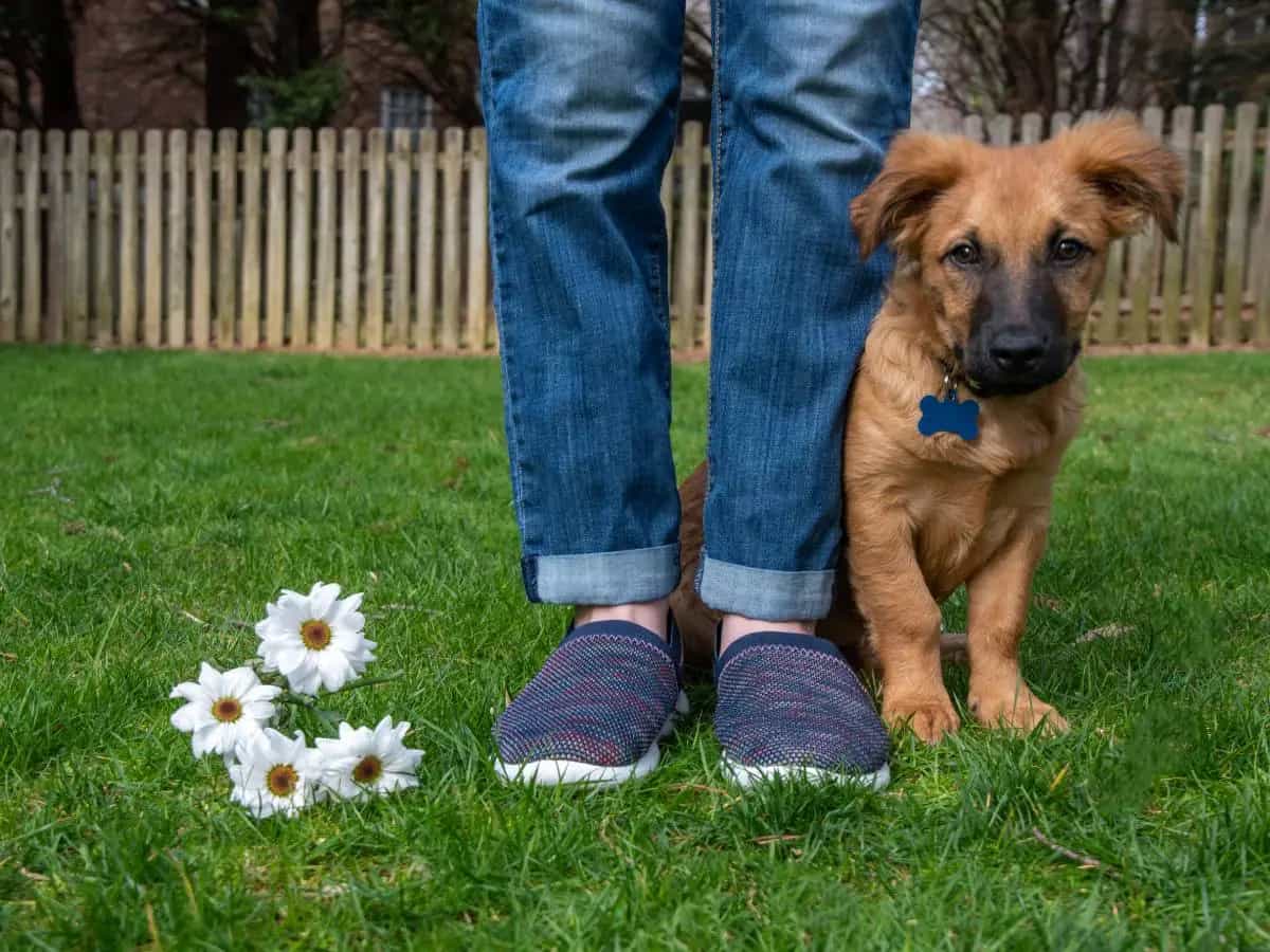 quali pericoli primavera cani