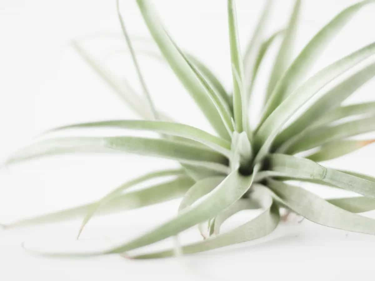 tillandsia come si cura