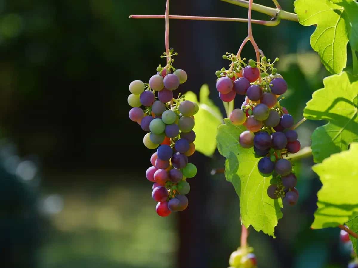 vino cambiamento climatico