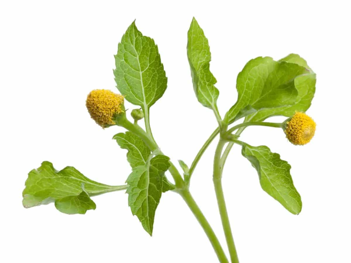 Acmella Oleracea