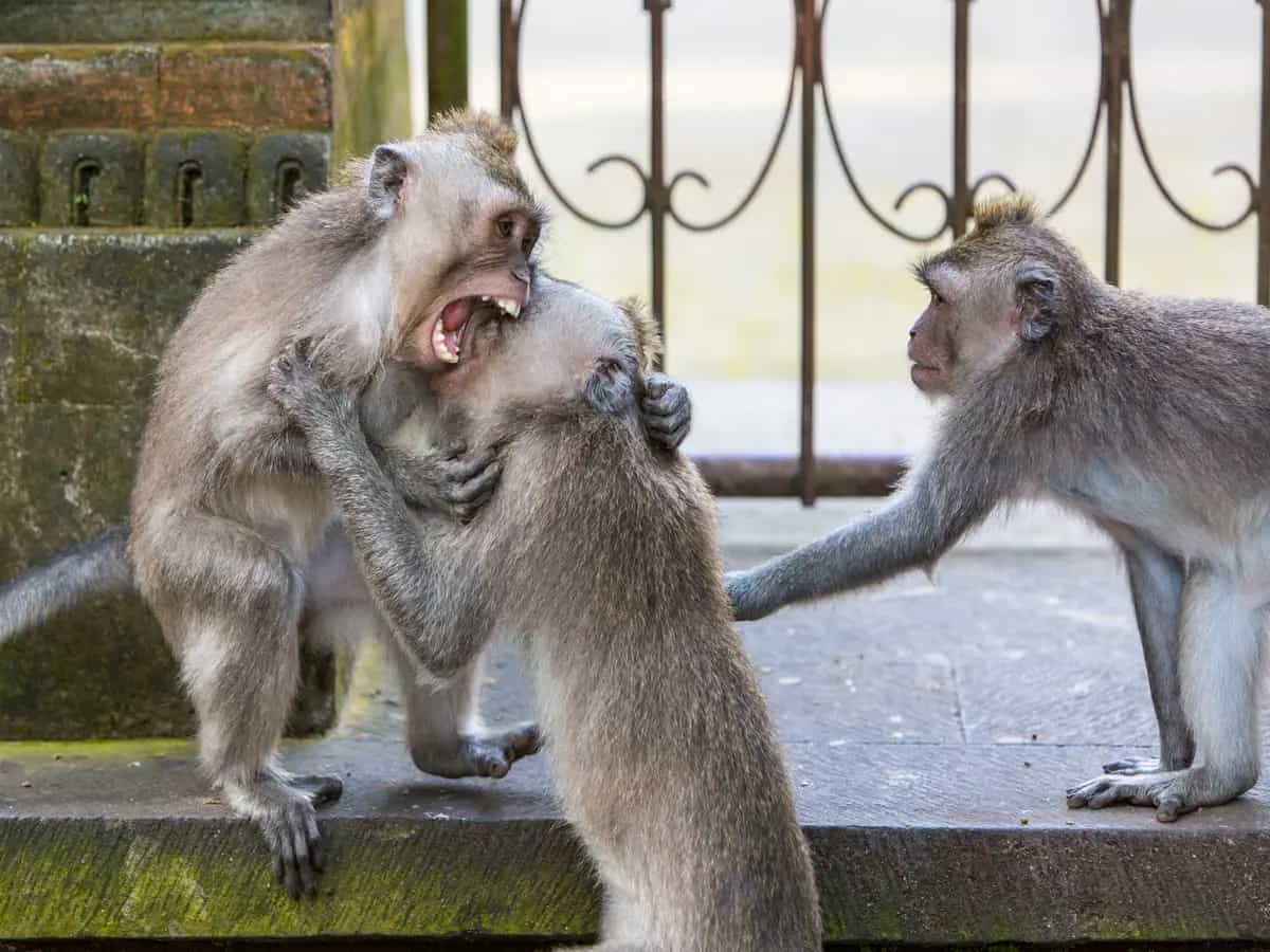 Animali come scelgono leader