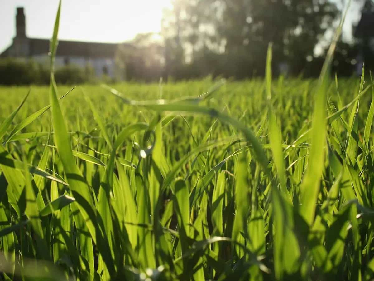 movimento no mow