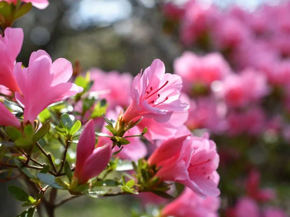 cosa fiorisce ad aprile