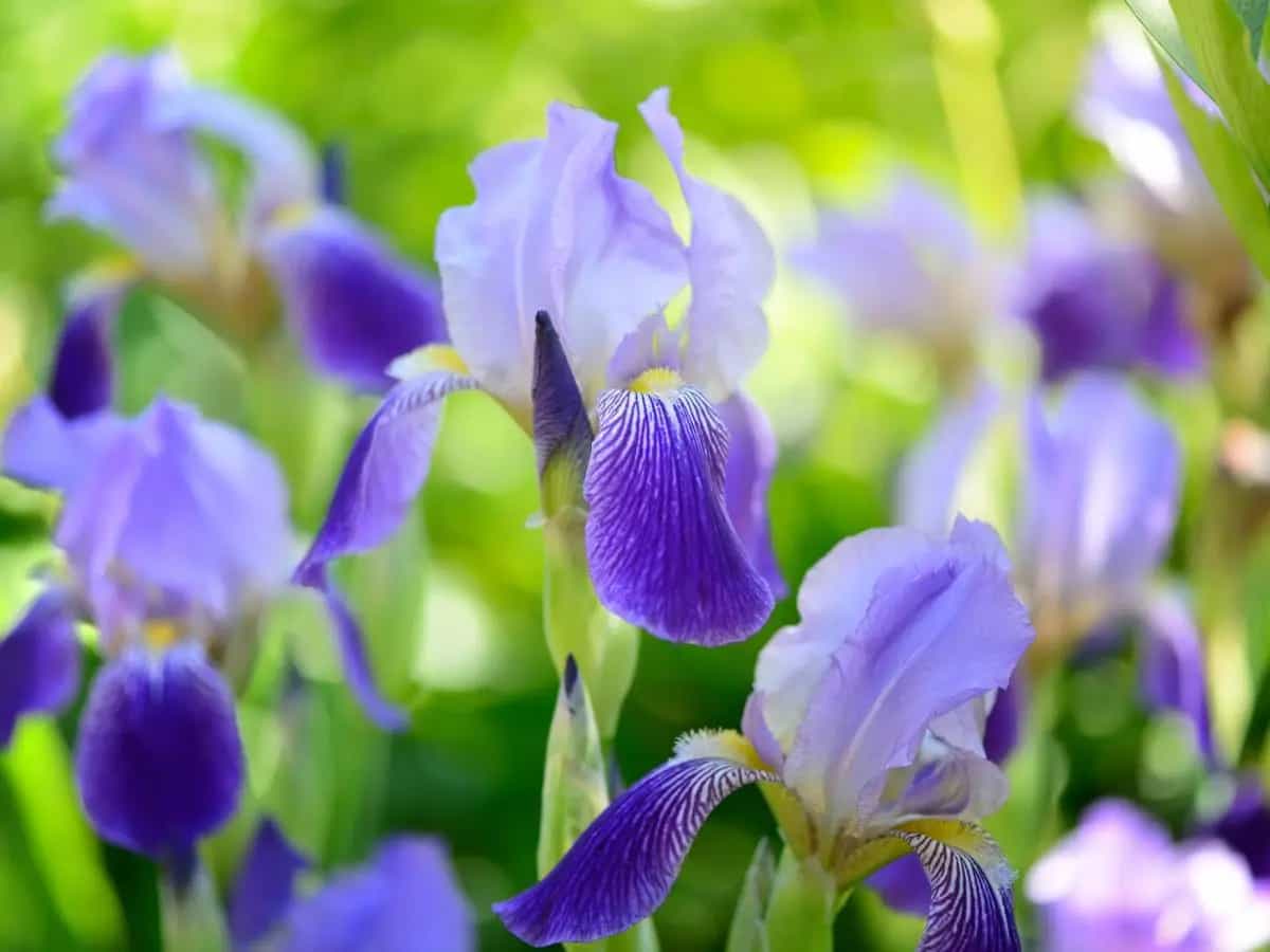 cosa fiorisce maggio