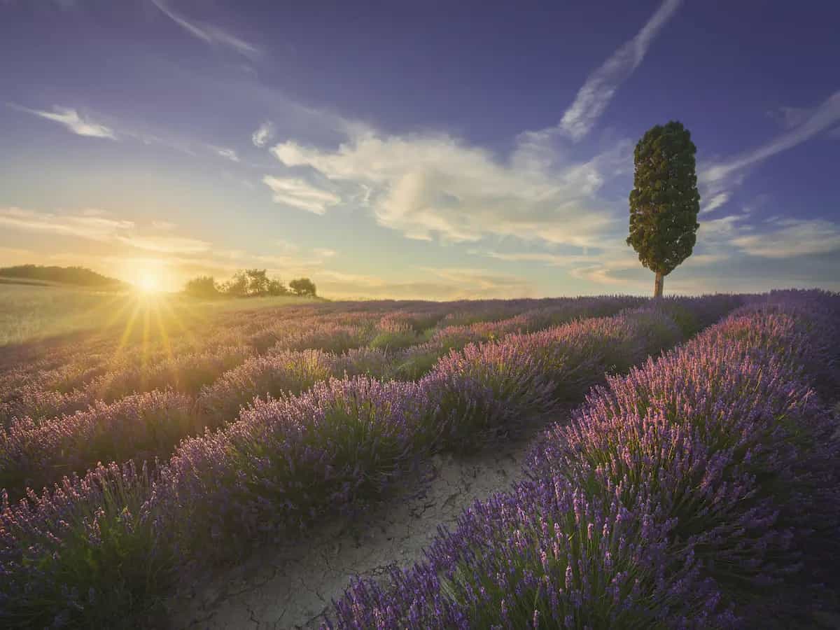 Fioritura lavanda italia