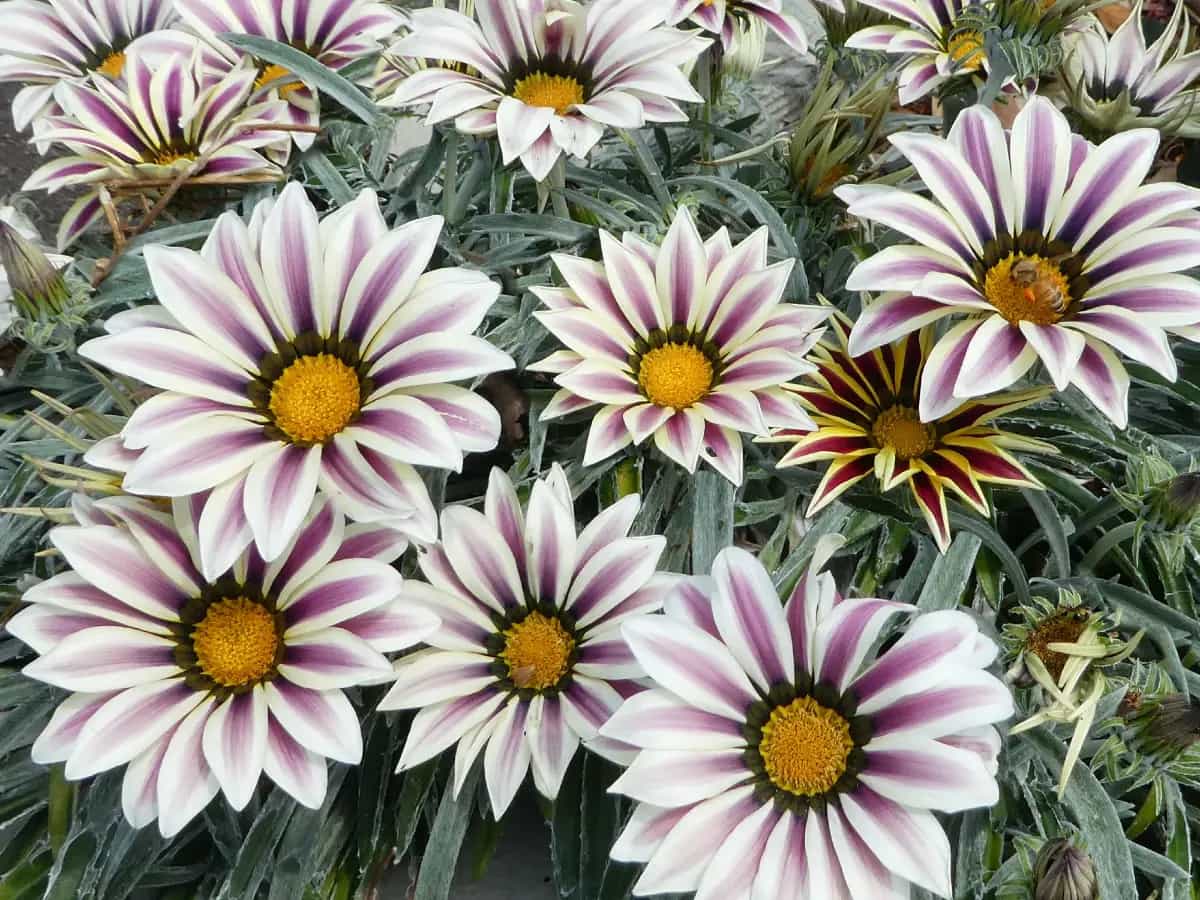 gazania in vaso
