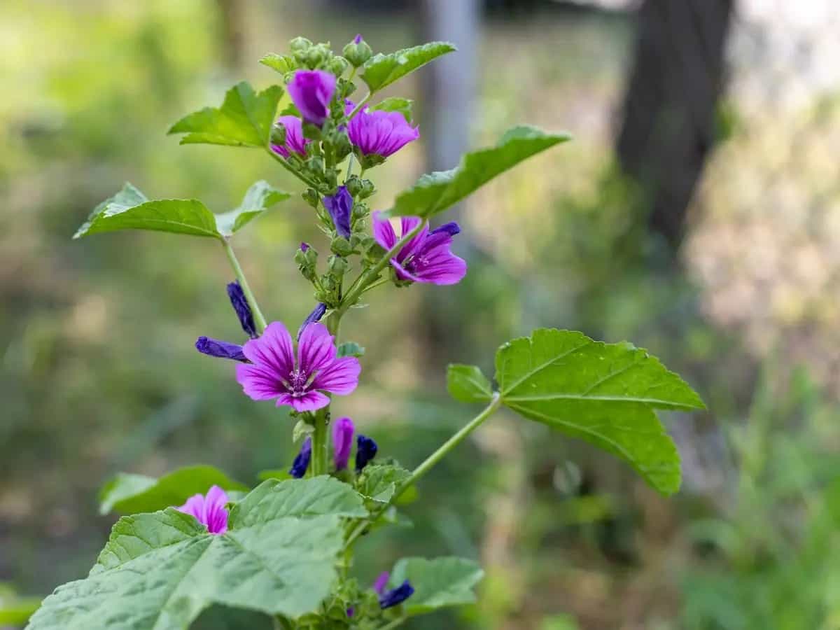 malva selvatica
