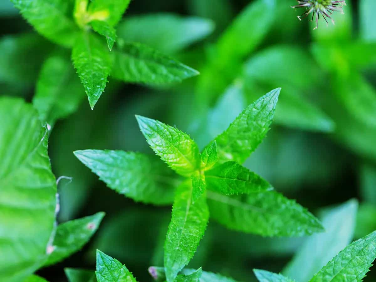 menta spontanea