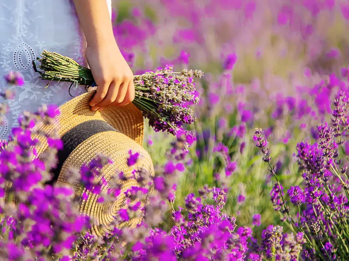parco lavanda calabria