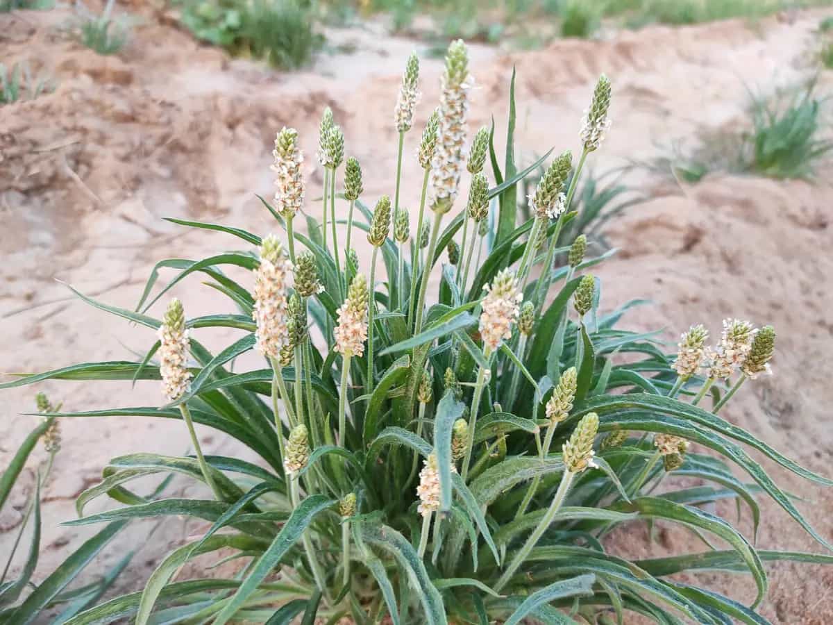 piantaggine