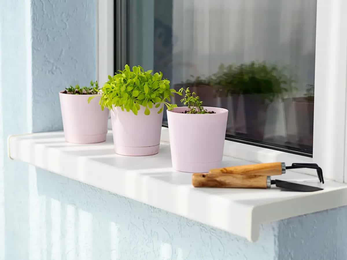 piante da coltivare in balcone