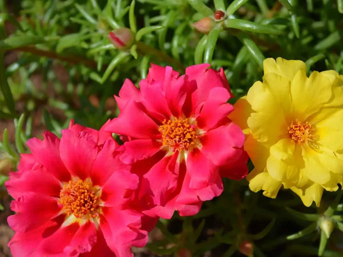portulaca come si mangia