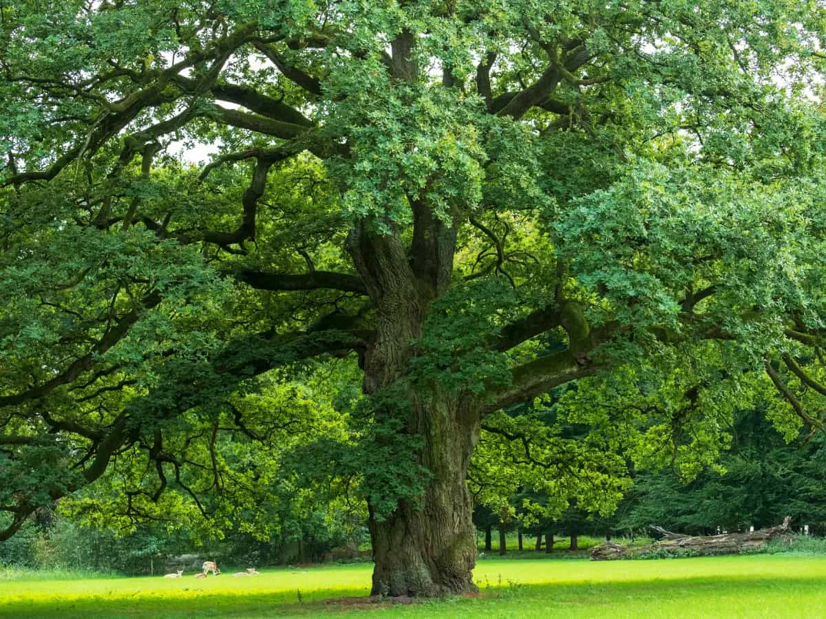 quercia monumentale