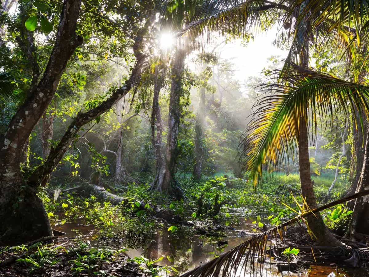 Amazzonia siccità