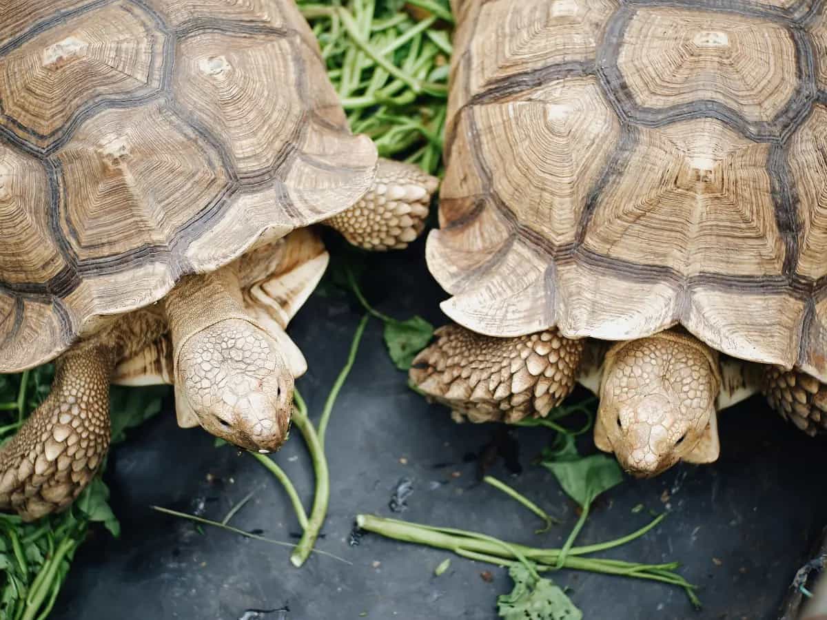 differenza tra tartaruga femmina e maschio