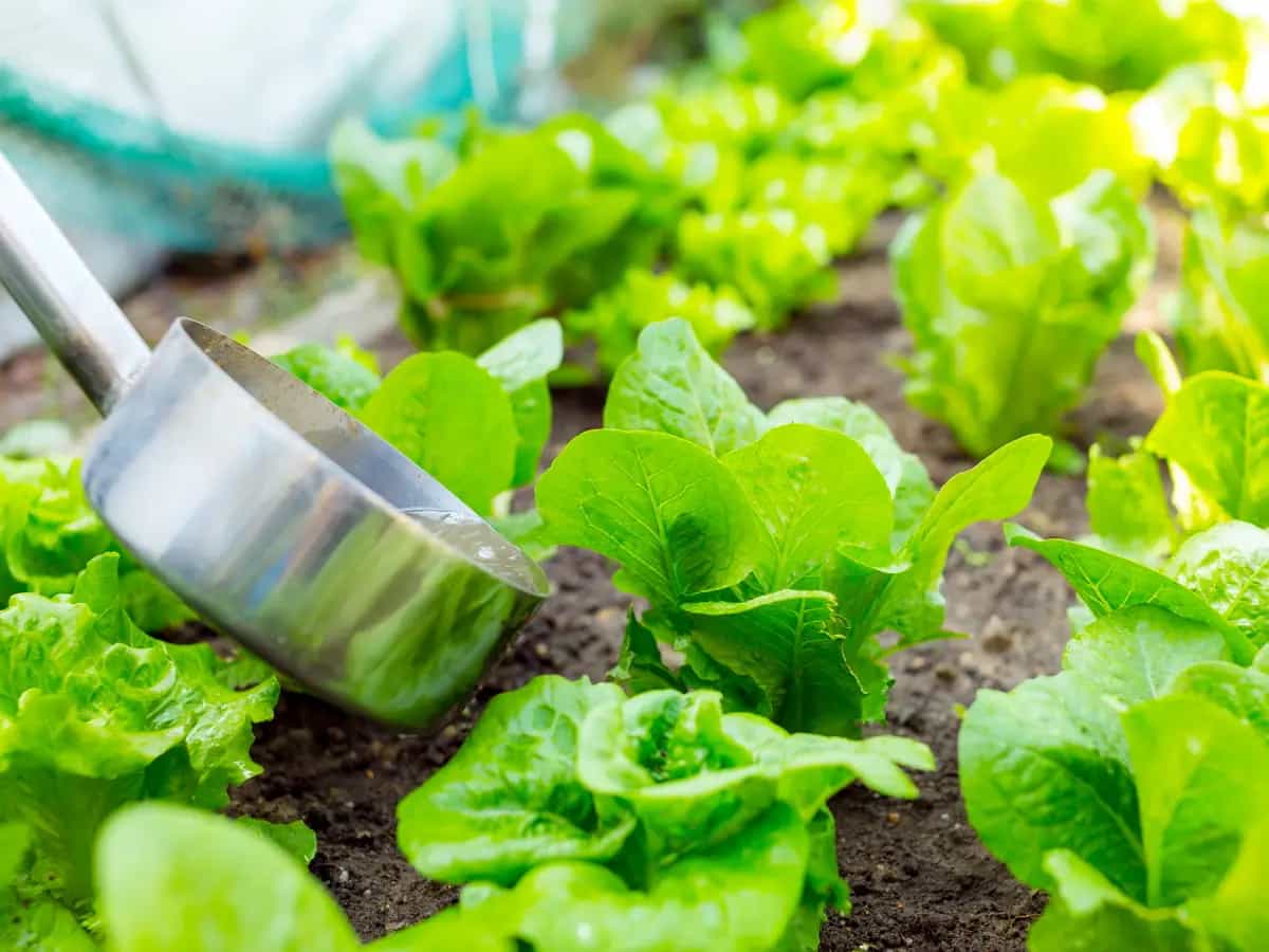 fertilizzanti green