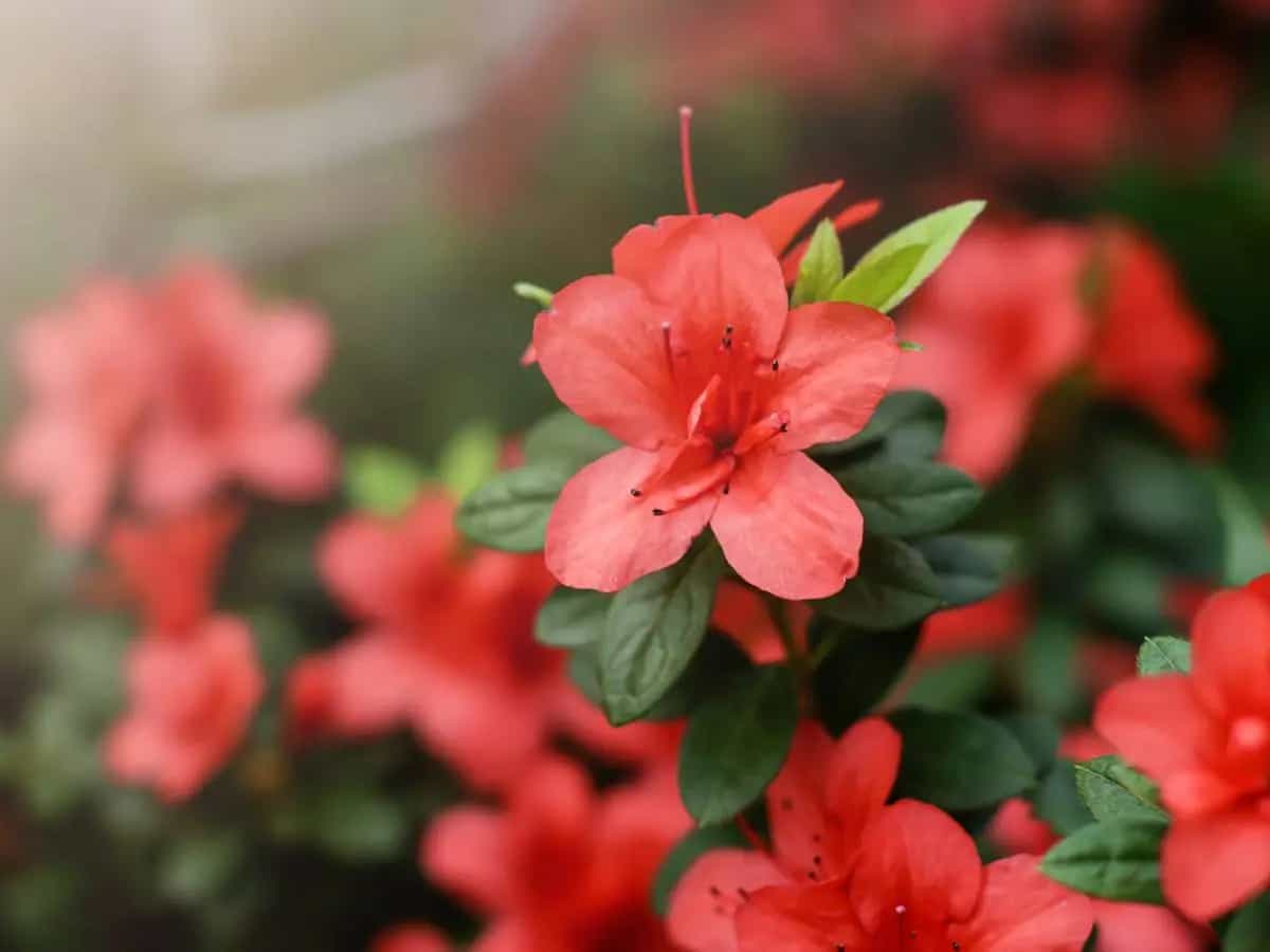 fiori per festa della mamma significato