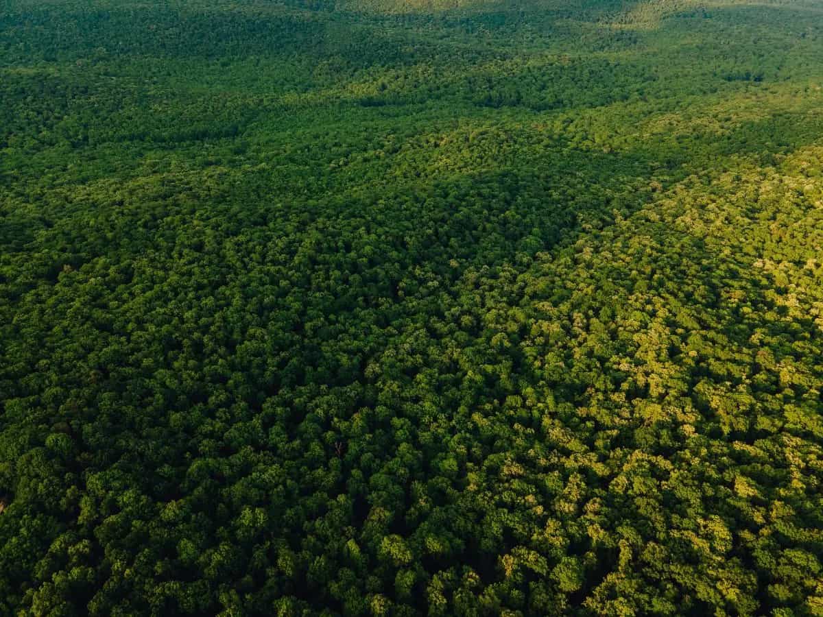 foresta atlantica brasile