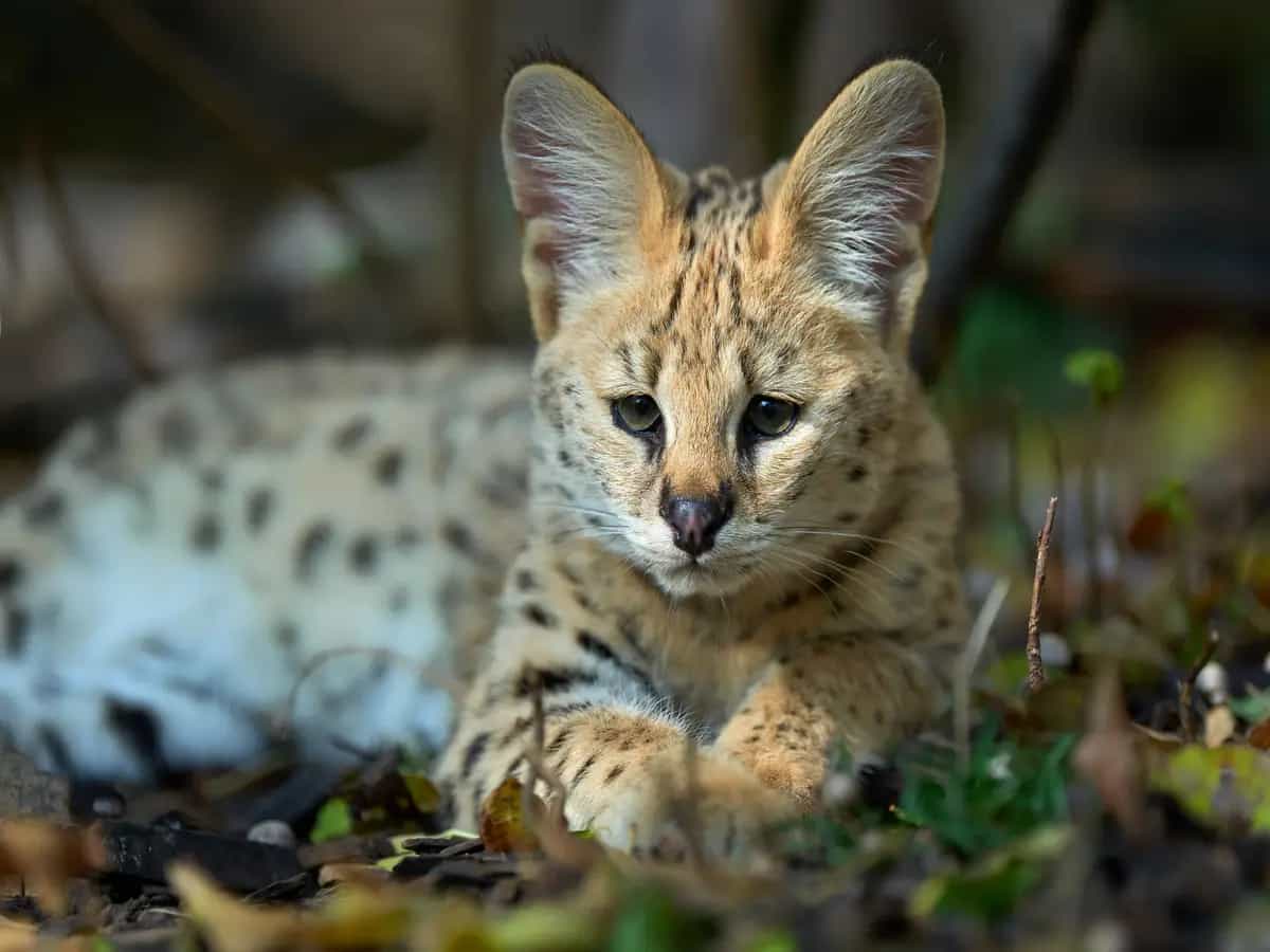 gatti Savannah fauna locale