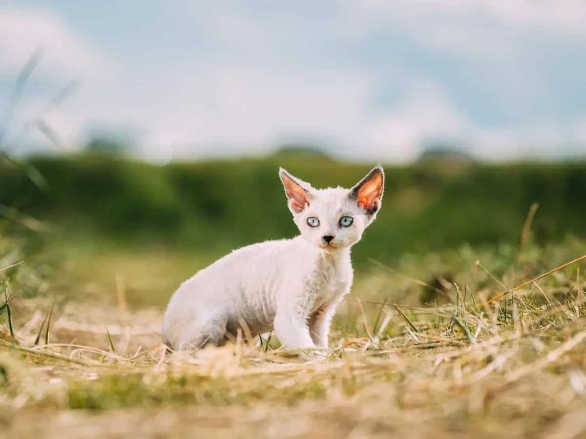 piante velenose gatti