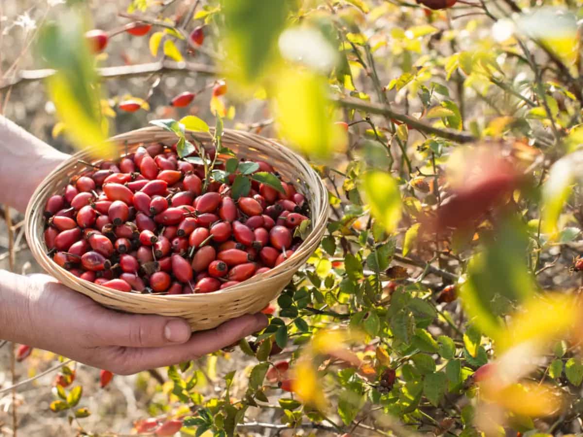 rosa canina ricette cucina