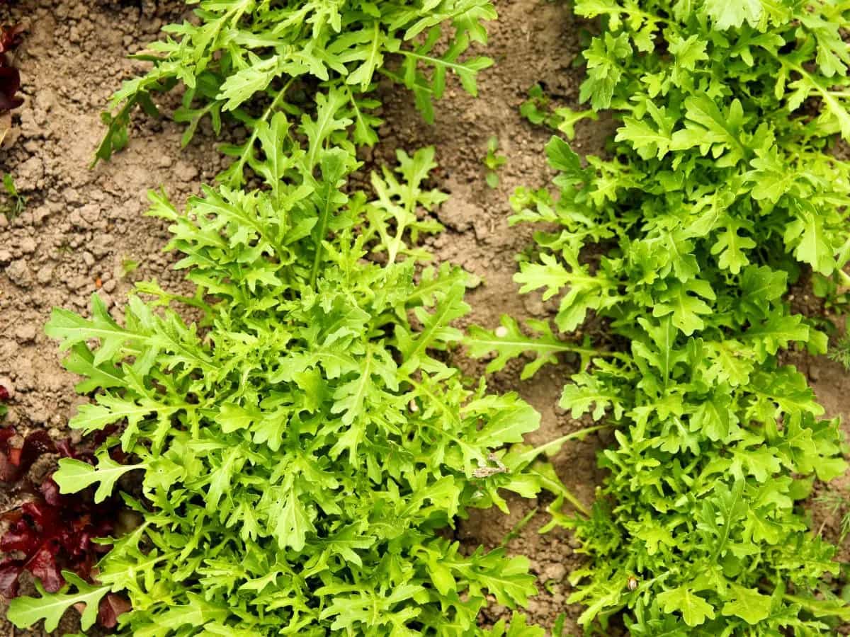 rucola selvatica